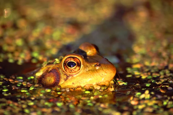 Bullfrog Illinois Wildlife — Stockfoto