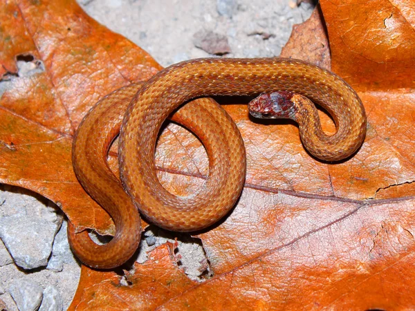 Rødbæltslange (Storeria occipitomaculata ) - Stock-foto