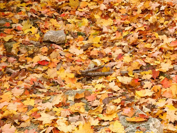 Feuilles d'automne Fond forestier — Photo