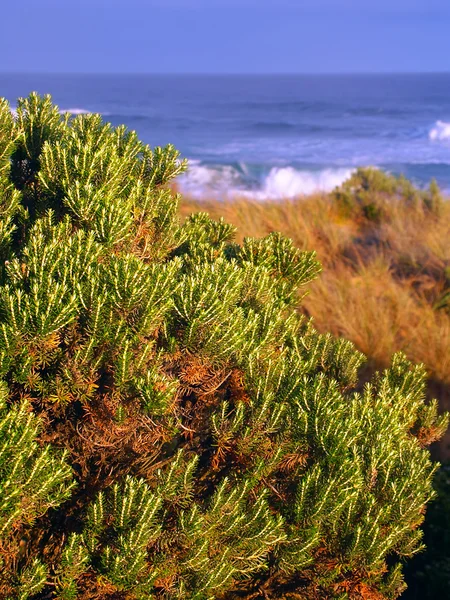 Victoria Australië kust landschap — Stockfoto