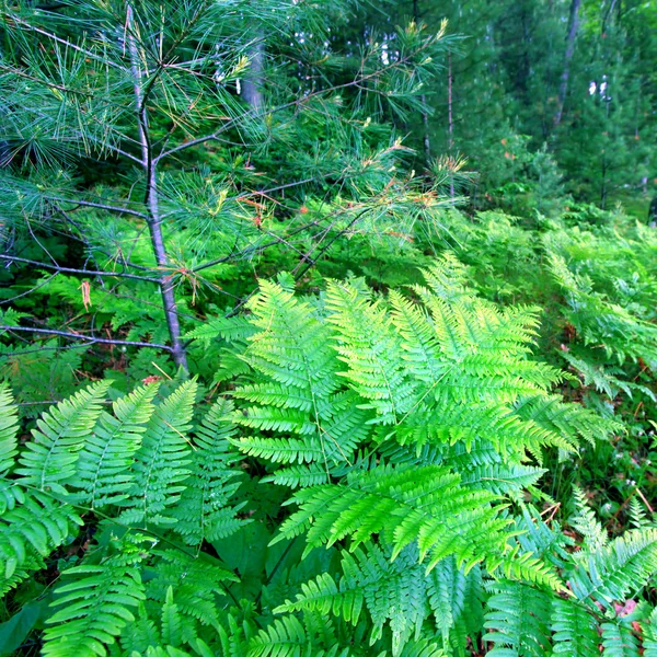 Ліс папороті Вісконсін краєвид — стокове фото