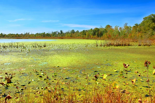 Southern Illinois Wetland landschap — Stockfoto