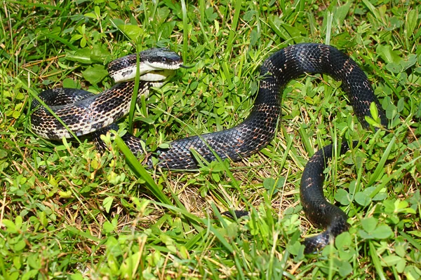 Rat Snake Illinois Vida selvagem — Fotografia de Stock