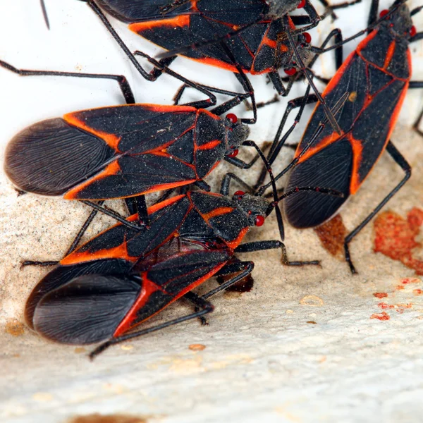 Boxelder bug (boisea trivittata) in illinois — Foto Stock