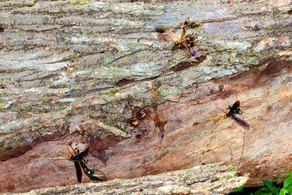 Vespas gigantes de Ichneumon em Illinois — Fotografia de Stock