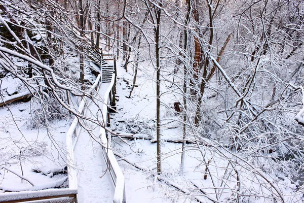 Bosque nevado paisaje Illinois — Foto de Stock