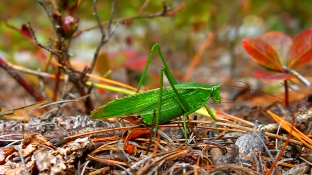 Arbusto de cauda de garfo Katydid (Scudderia furcata ) — Vídeo de Stock