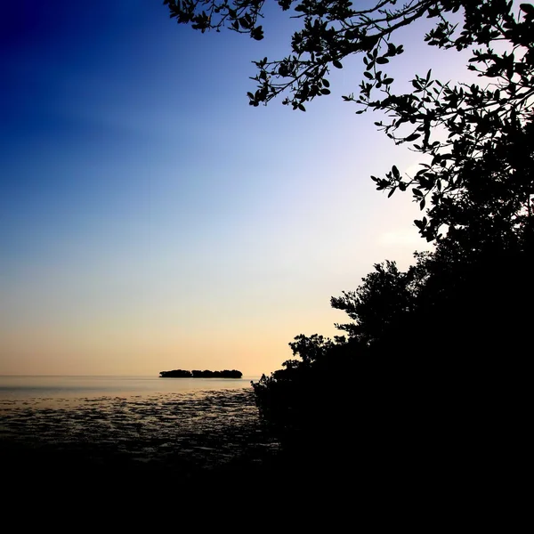 Florida Mangroves zonsondergang — Stockfoto