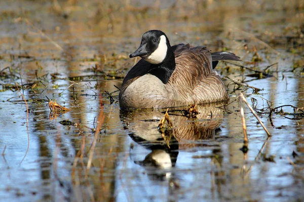 Kanada kazı (Branta kanadensis) — Stok fotoğraf