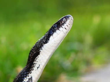 Rat snake (elaphe obsoletus)