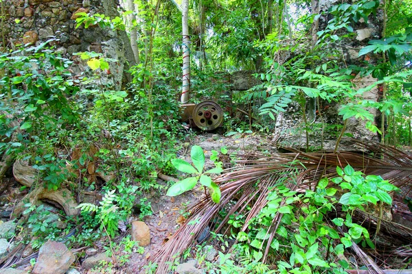 Vegetasi Tropis Kepulauan Virgin — Stok Foto