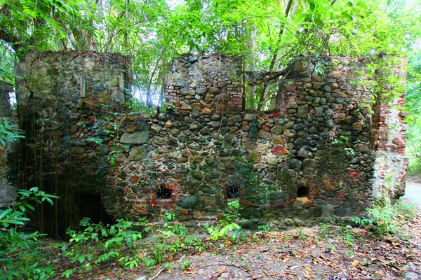 Virgin Islands Tropical Forest — Stock Photo, Image