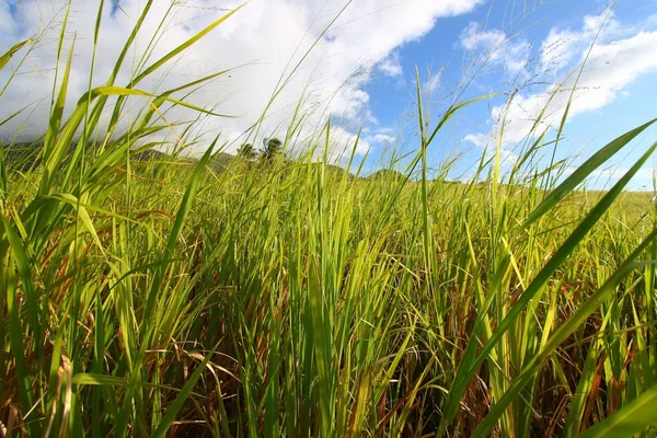 Sugar Cane Field Saint Kitts — Stock Photo, Image