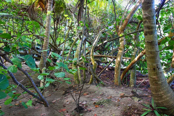 Ilhas Virgens Vegetação tropical — Fotografia de Stock