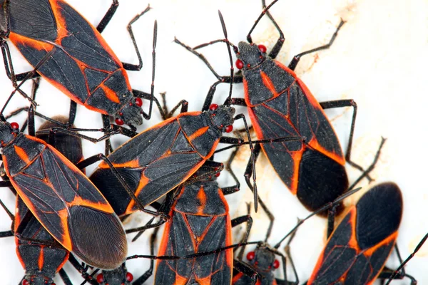 Boxelder Bugs (Boisea trivittata) in Illinois — Stock Photo, Image