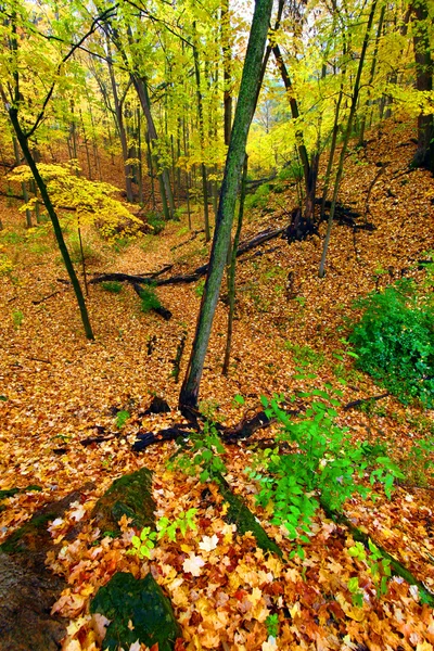 Vackert Höstlandskap i illinois — Stockfoto