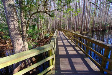 Highlands hamak State Park Florida