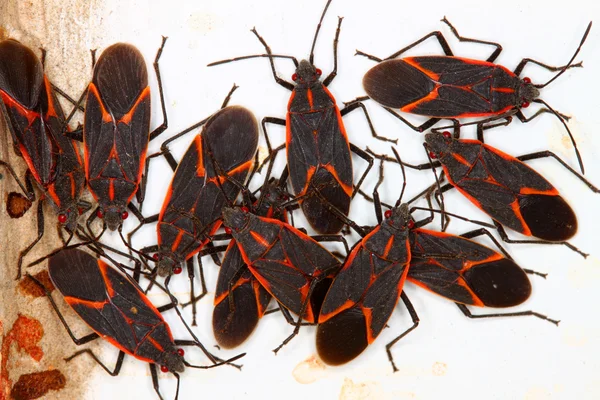 Boxelder Bugs (Boisea trivittata) — Stock Photo, Image