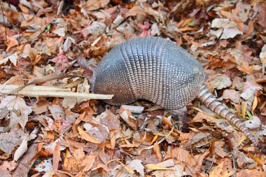 Dokuz bantlı Armadillo (dasypus novemcinctus)