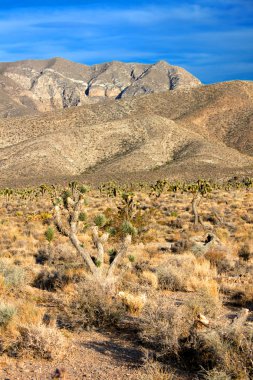 Joshua ağaçlar (Yucca brevifolia) Nevada