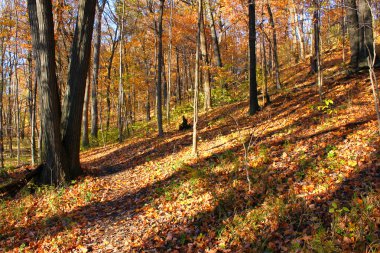 Kickapoo State Park Illinois