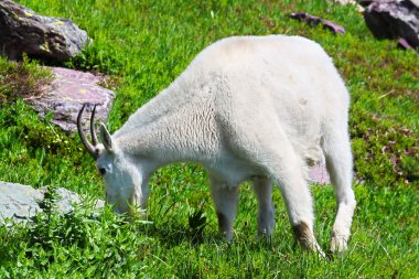 Dağ keçi Glacier Ulusal Parkı
