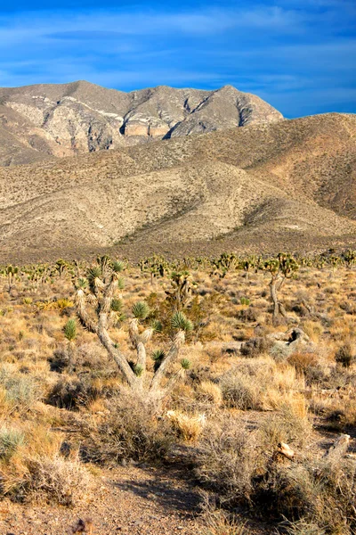 Joshua bomen (Yucca brevifolia) Nevada — Stockfoto