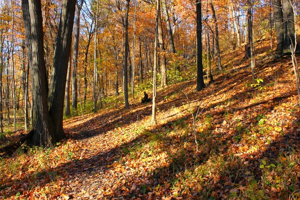 Kickapoo State Park Illinois