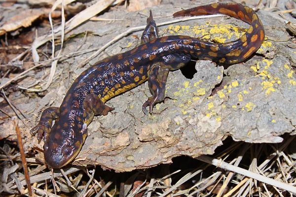 Tiger salamanders (Ambystoma tigrinum) — Stockfoto