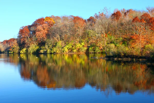 Kickapoo State Park Illinois — Stok fotoğraf