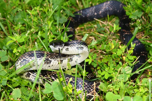 Rat Snake (Elaphe obsoleta) — Stock fotografie