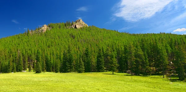 Bighorn národní Lesní krajina Wyoming — Stock fotografie