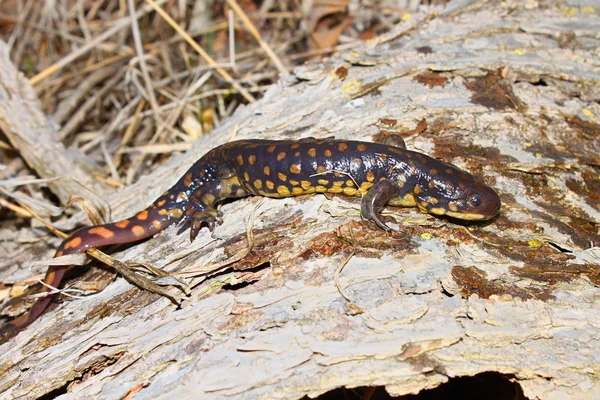 Salamandra-tigre (Ambystoma tigrinum ) — Fotografia de Stock