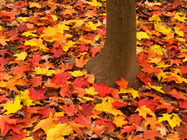 Illinois herbstliche Waldlandschaft — Stockfoto