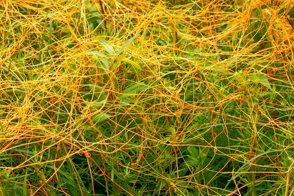 Warkruid Illinois Prairie — Stockfoto