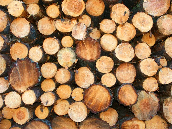 Jack Pine Logging Michigan — Stock Photo, Image