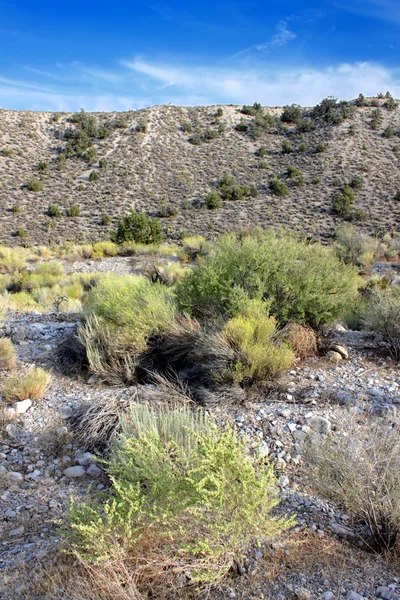 Paisaje del desierto de Nevada — Foto de Stock