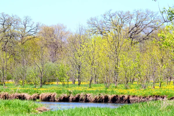 Piscasaw Fen zachování oblasti Illinois — Stock fotografie