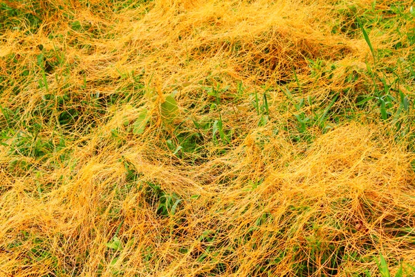 Dodder parasita Illinois Prairie — Fotografia de Stock