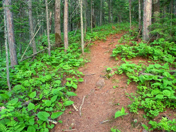 Trilha de caminhadas de Michigan Northwoods — Fotografia de Stock