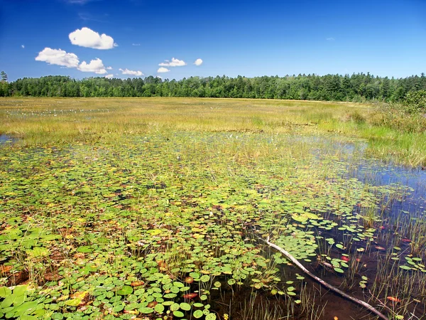 Vento Budino Lago Northwoods Wisconsin — Foto Stock