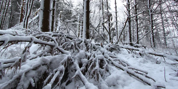 Orman kar yağışı manzara Illinois — Stok fotoğraf