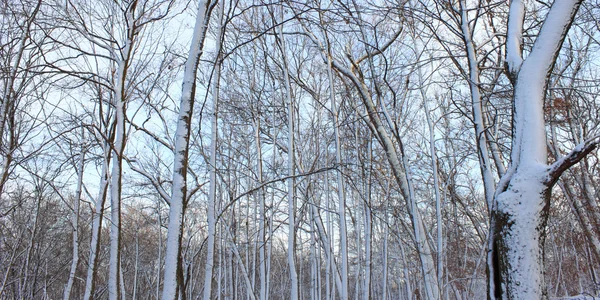 Snöig skog landskap illinois — Stockfoto