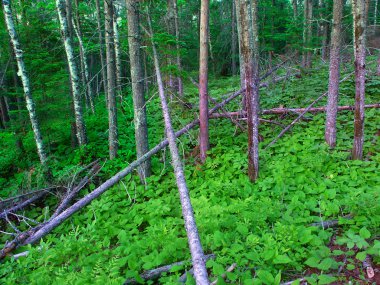 Northwoods Michigan orman manzara