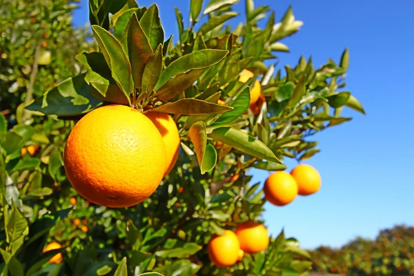 Paisaje de Orange Groves de Florida —  Fotos de Stock