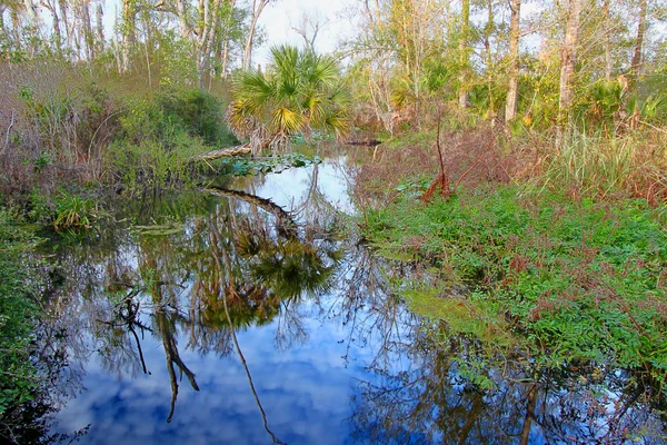 Tiger Creek zachowania Florida — Zdjęcie stockowe