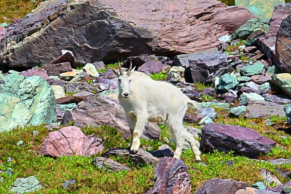 Horská koza alpském prostředí — Stock fotografie