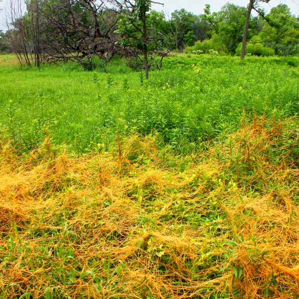 Illinois Prairie envahie par Dodder — Photo