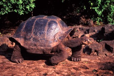 Galapagos Tortoise Santa Cruz Island clipart