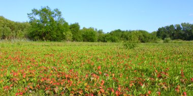 Sulak Prairie manzara